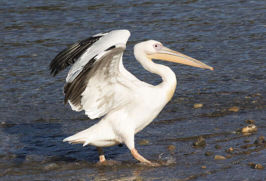 Image of Great White Pelican