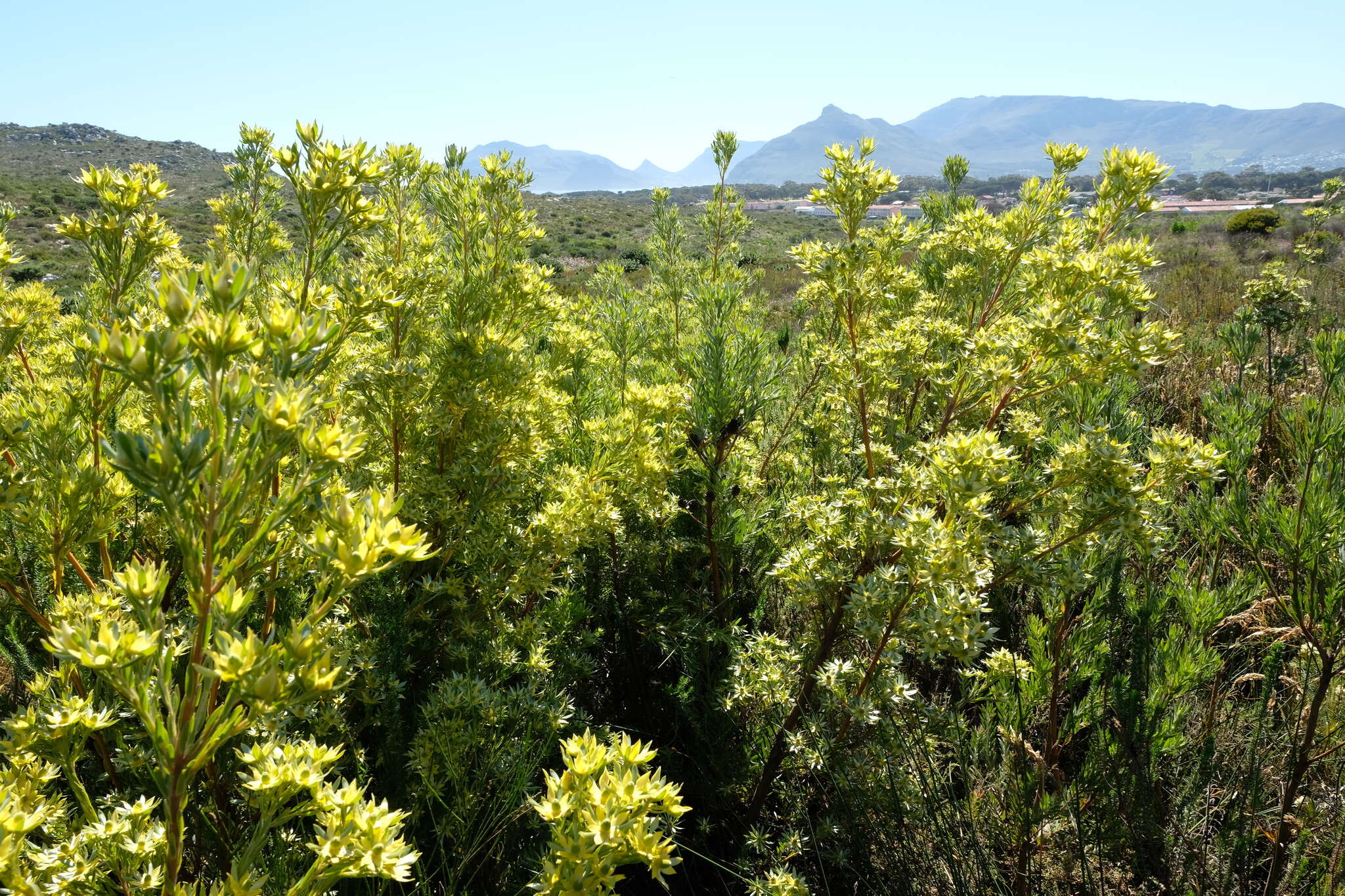 Imagem de Leucadendron floridum R. Br.