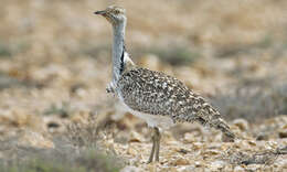 Image of Asian Houbara Bustard