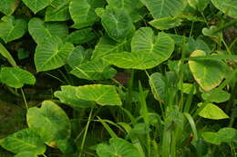 Image of anchored water hyacinth