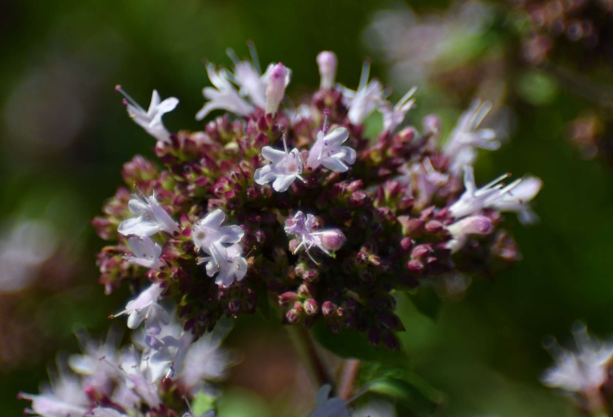 Image of oregano