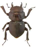 Image of Kauai Flightless Stag Beetle