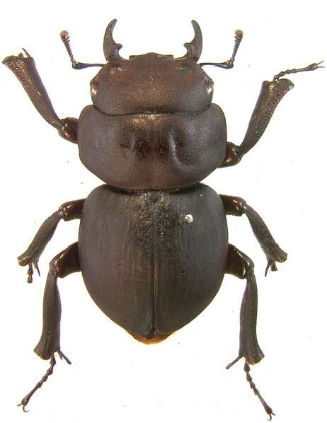 Image of Kauai Flightless Stag Beetle