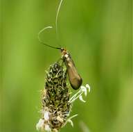 Image de Nemophora metallica