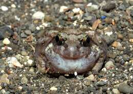 Image of Burrowing frog