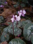 Image of Cyclamen coum Miller