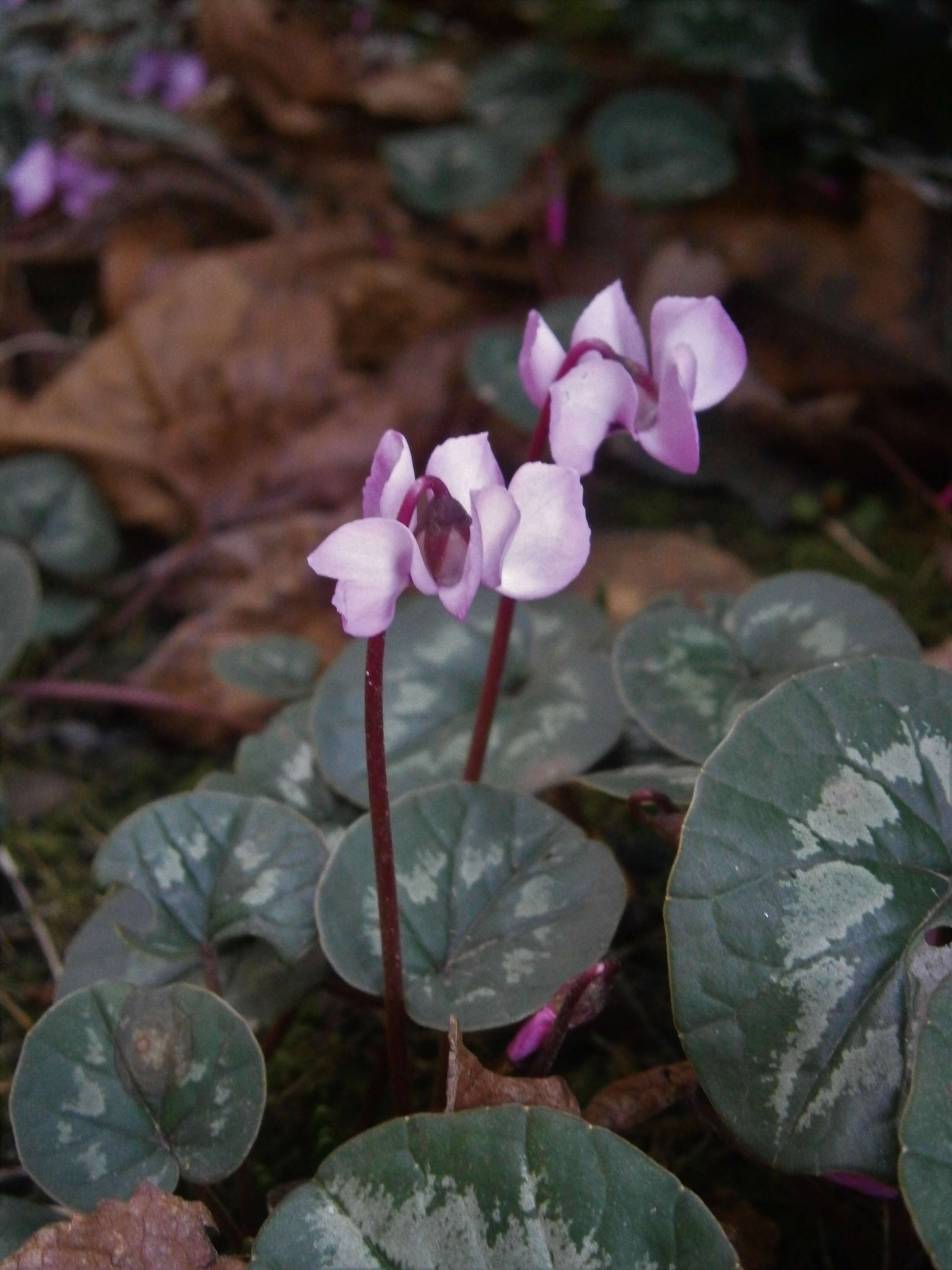 Image of Cyclamen coum Miller