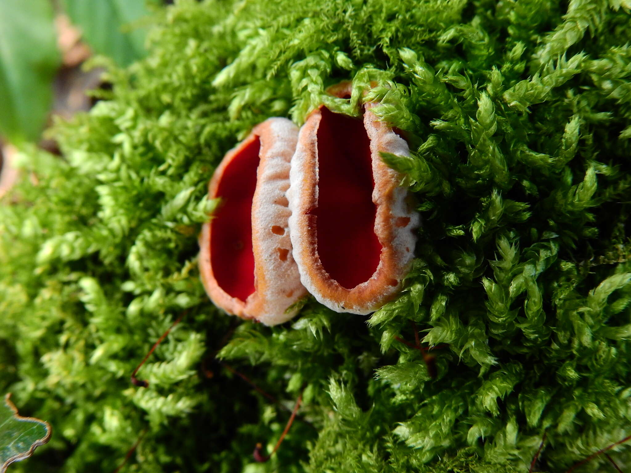 Image of scarlet cup