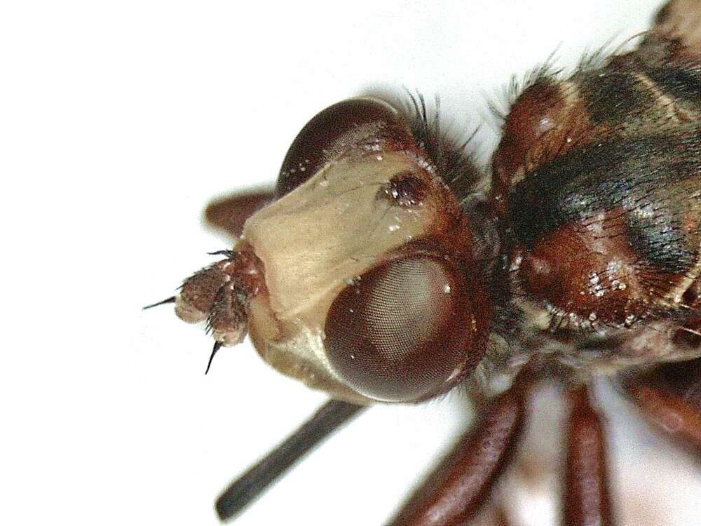 Image of Sicus ferrugineus (Linnaeus 1761)