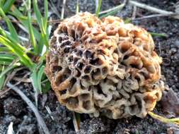 Image of Morchella vulgaris