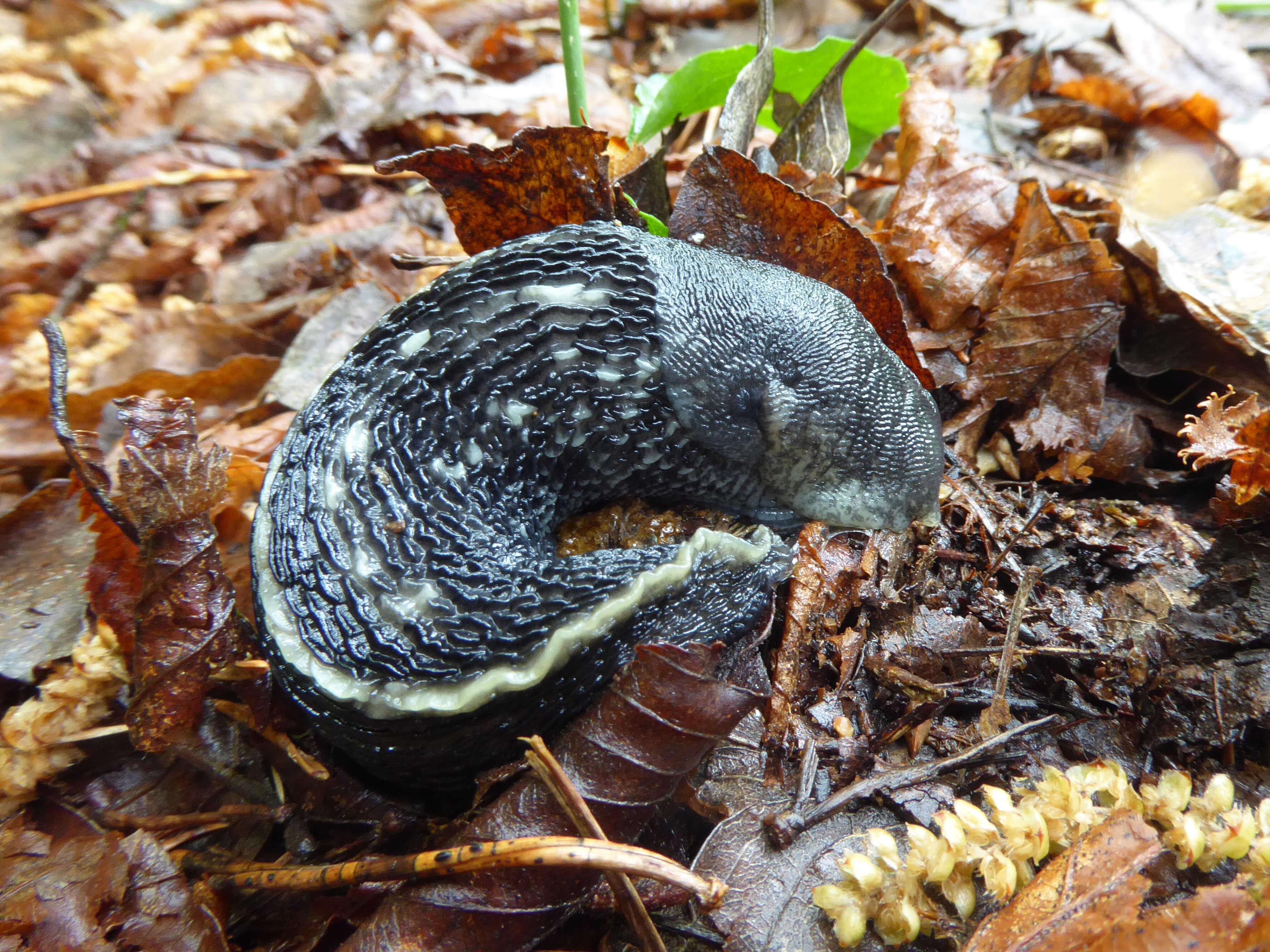 Image of ash-black slug