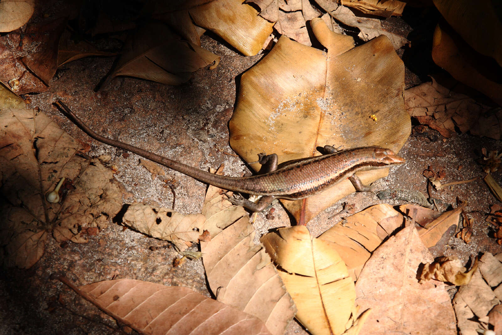 Image of Seychelles skink