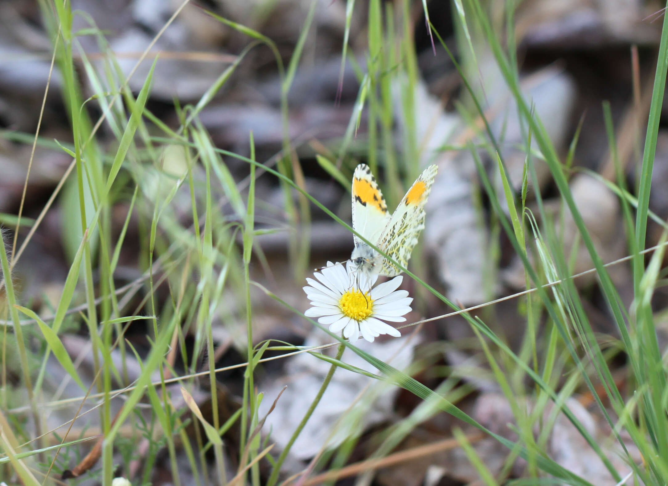 Image of Stella Orangetip