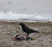 Image of Eastern Carrion Crow