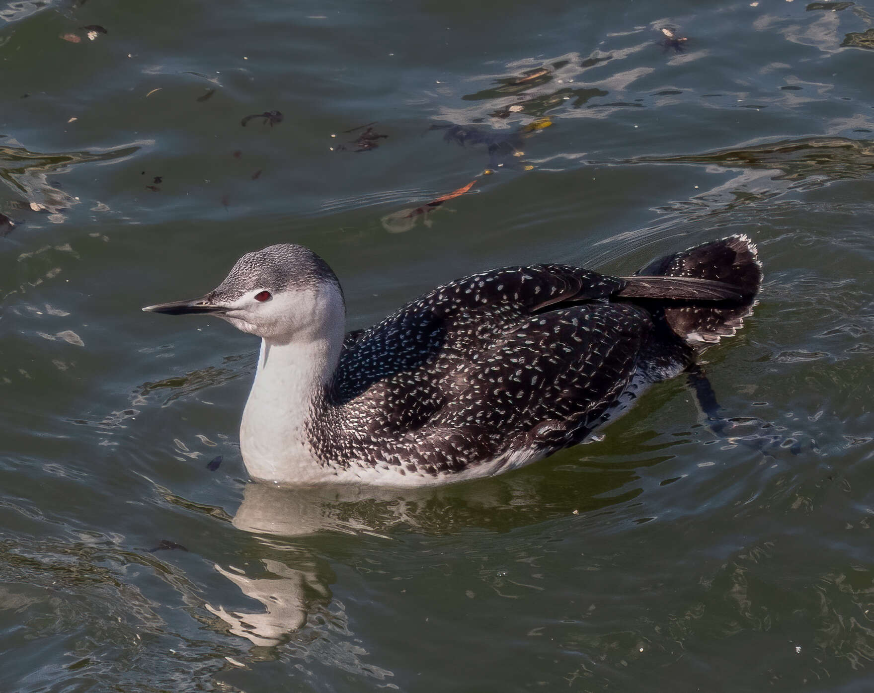 Image of Red-throated Diver