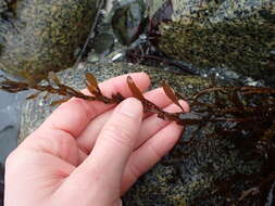 Слика од Sargassum muticum