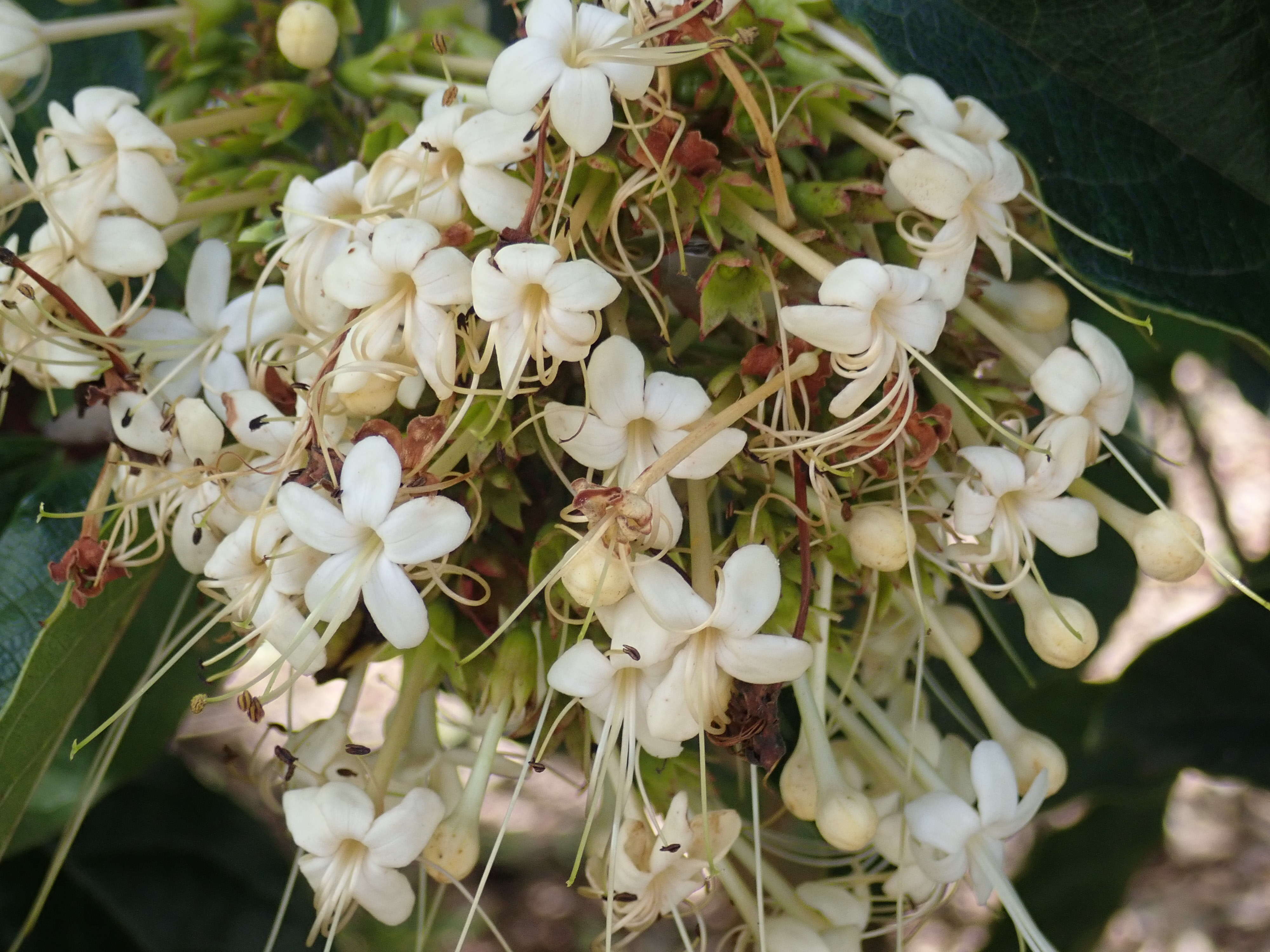 Imagem de Clerodendrum floribundum R. Br.