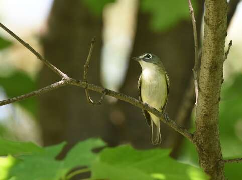 Image of Blue-headed Vireo