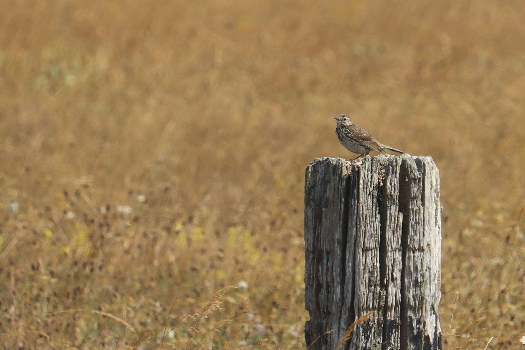 Image of Meadow Pipit