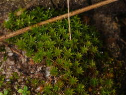 Image of great hairy screw-moss