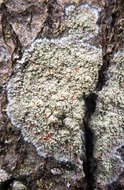 Image of Lecanora thysanophora