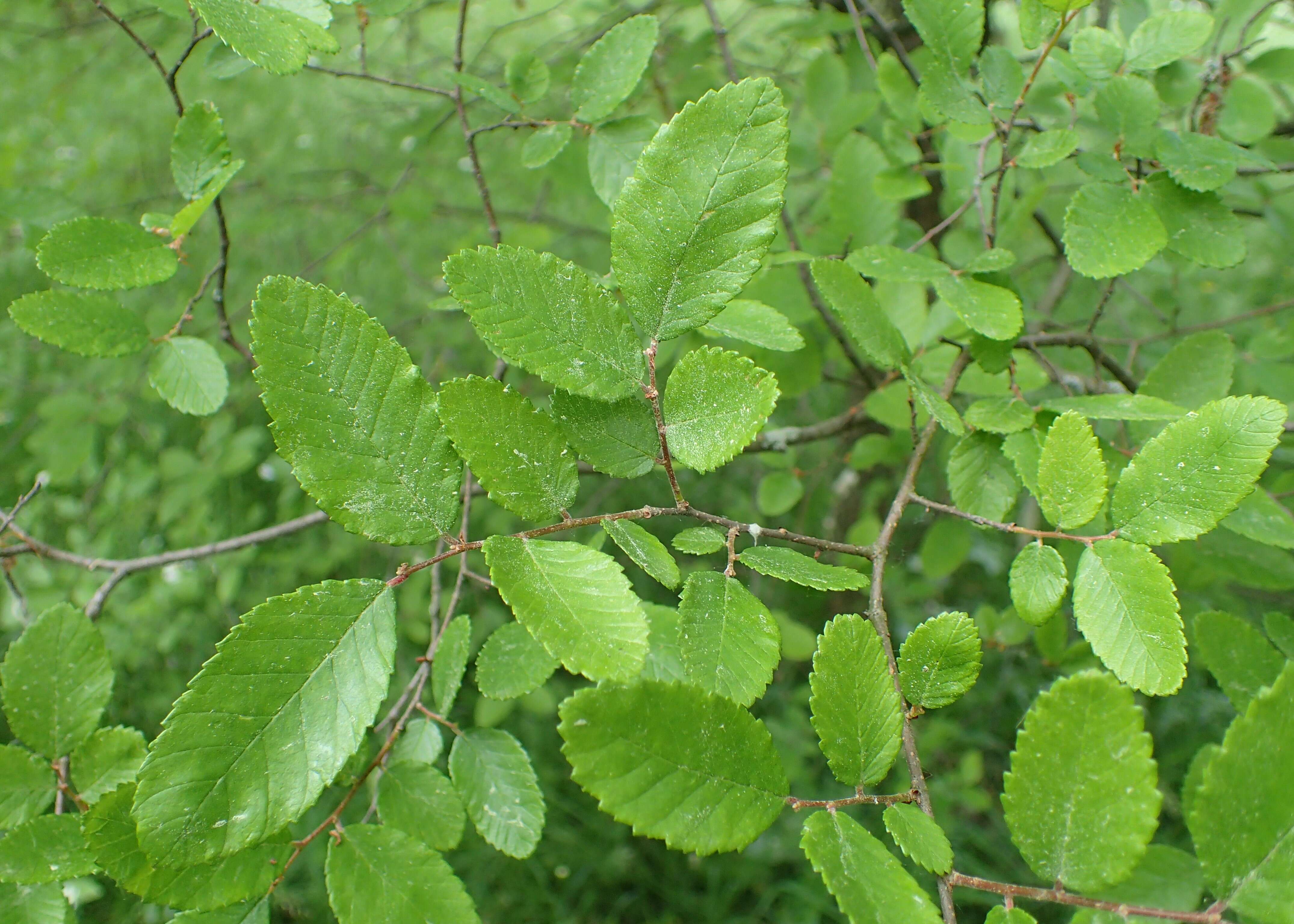 Image of cedar elm