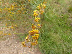 Слика од Daviesia mimosoides R. Br.