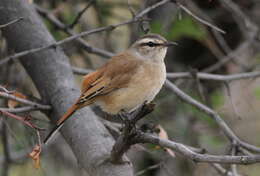 Image of Kalahari Scrub Robin