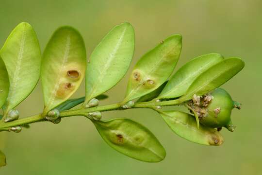 Image of Buxus sempervirens