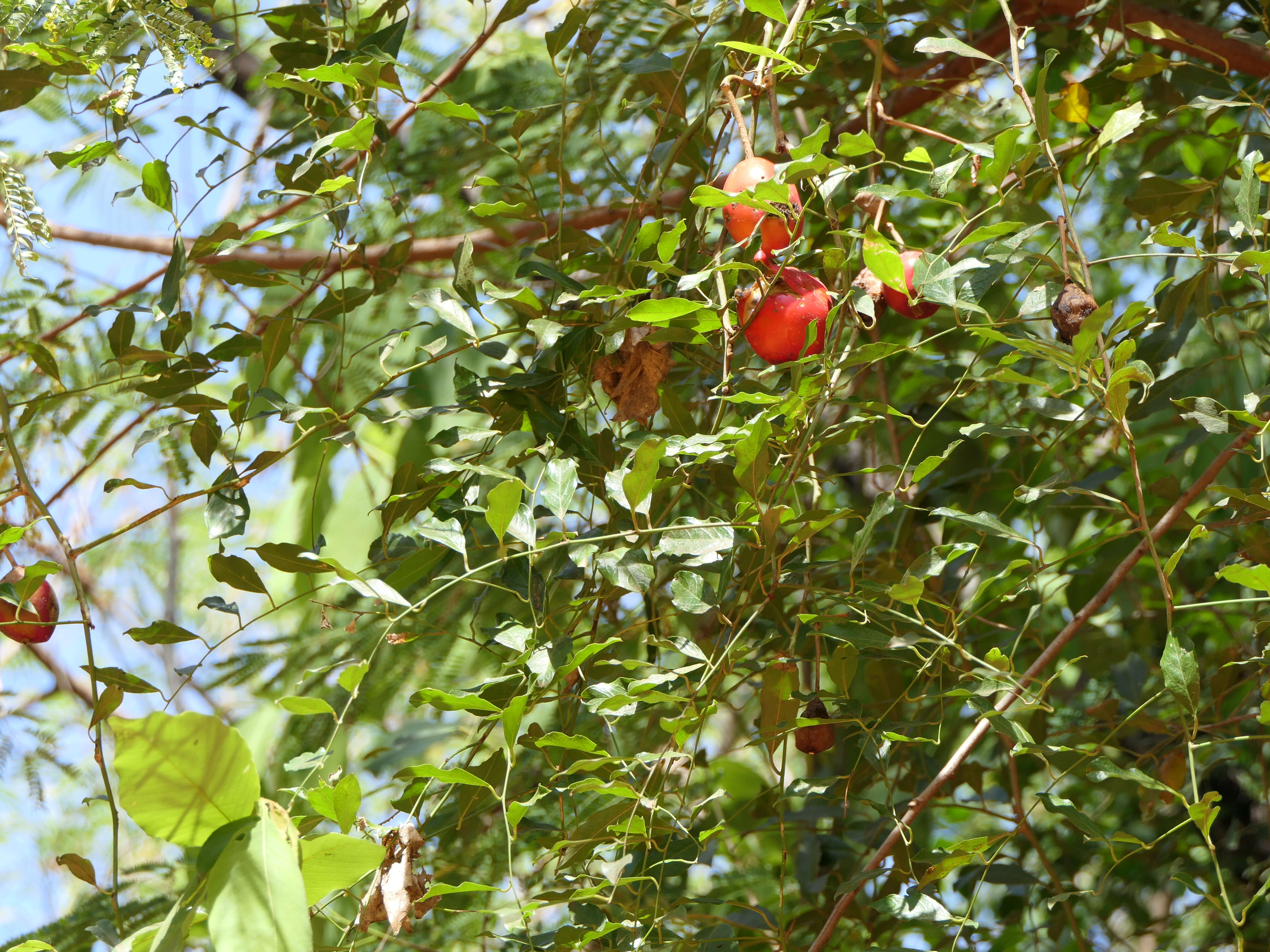 Image de Capparis zeylanica L.