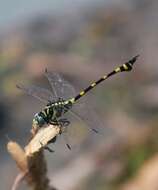 صورة Ictinogomphus rapax (Rambur 1842)