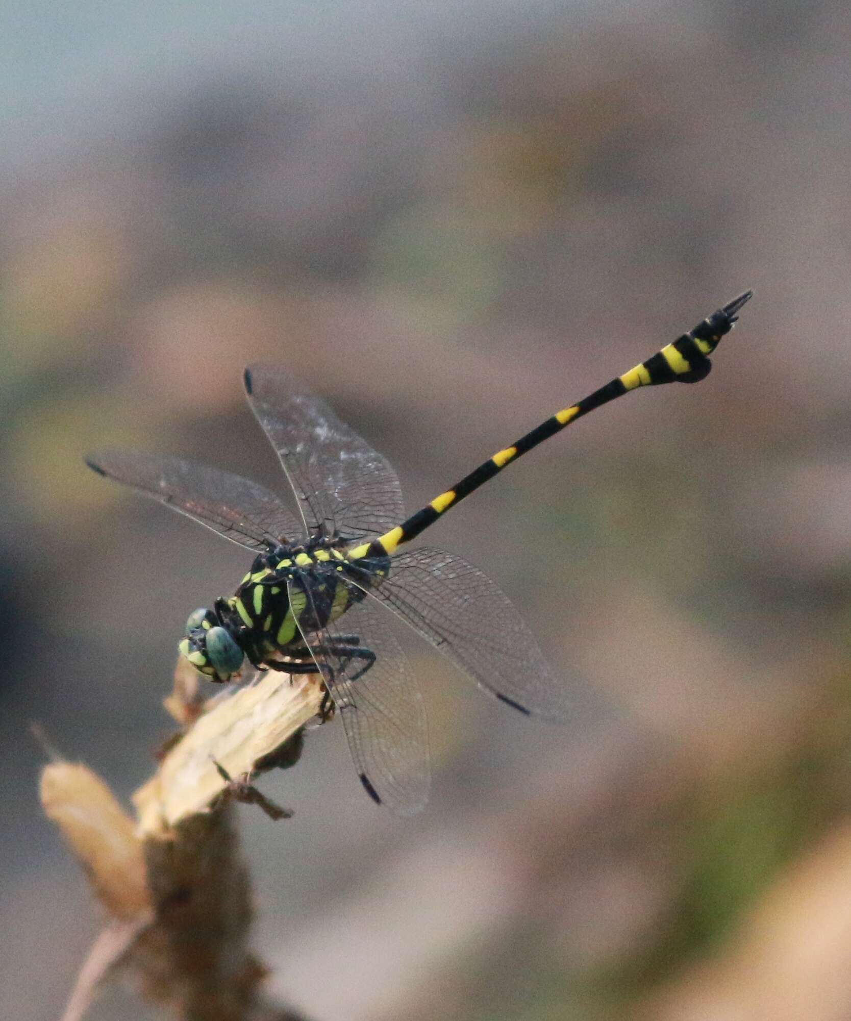 صورة Ictinogomphus rapax (Rambur 1842)