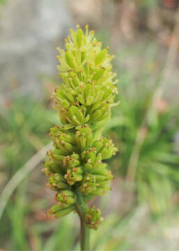 Image of Tofield's asphodel