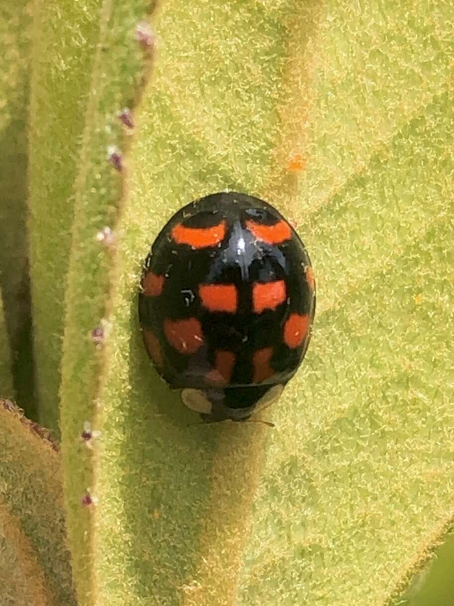 Image of Harmonia axyridis (Pallas 1773)