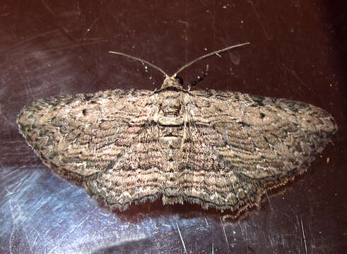 Image of Brown Bark Carpet