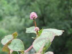 Imagem de Persicaria capitata (Buch.-Ham. ex D. Don) H. Gross