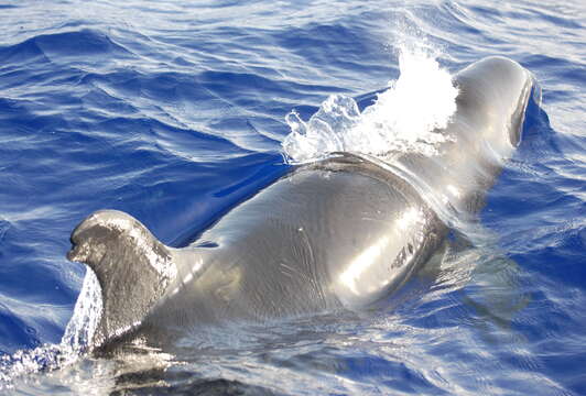 Image of false killer whale