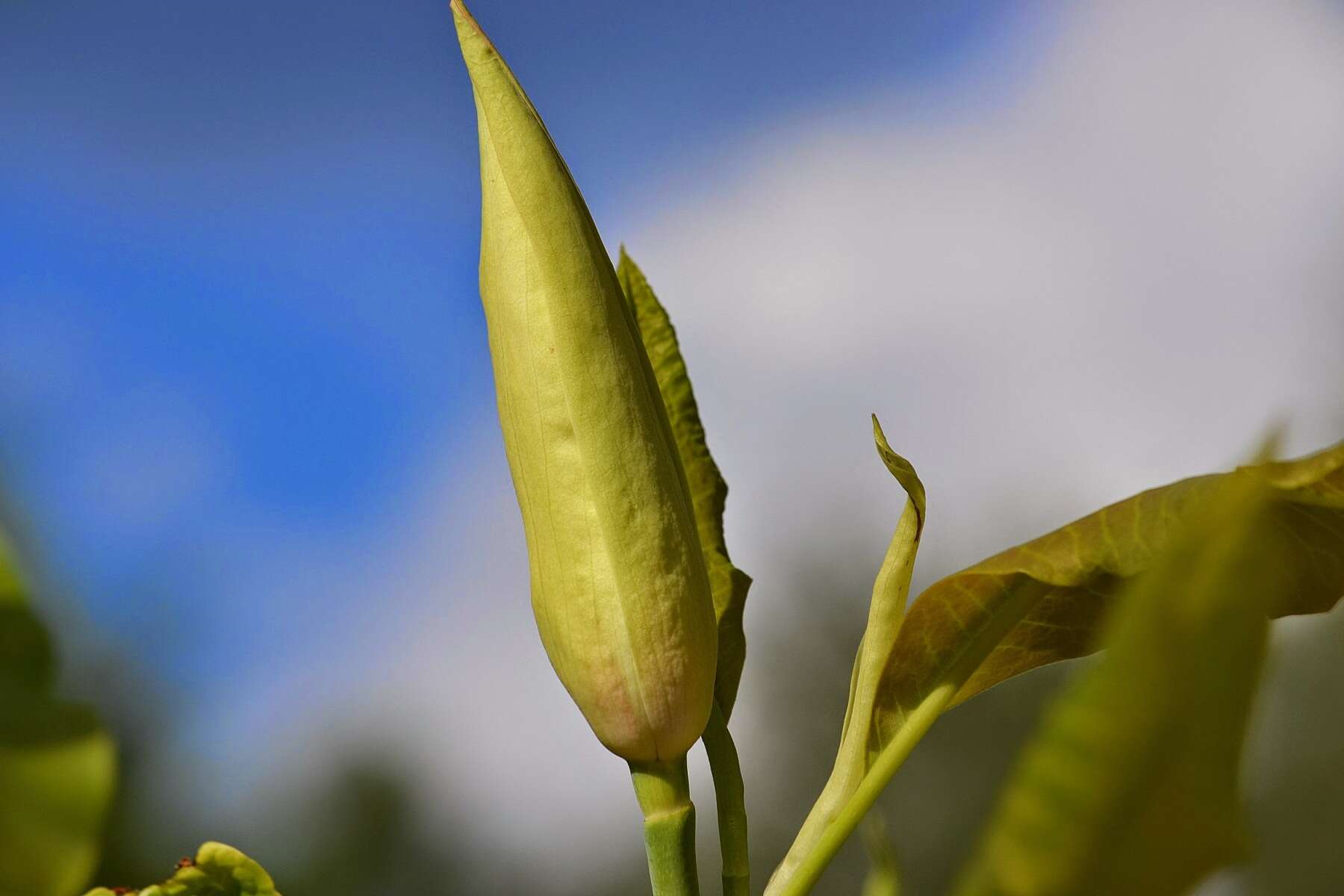 Image of Umbrella Magnolia