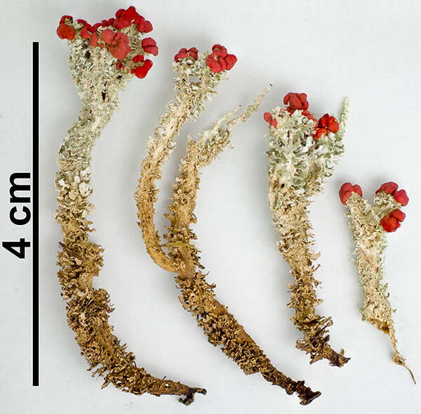 صورة Cladonia bellidiflora (Ach.) Schaer.