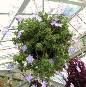 Sivun Streptocarpus saxorum Engler kuva