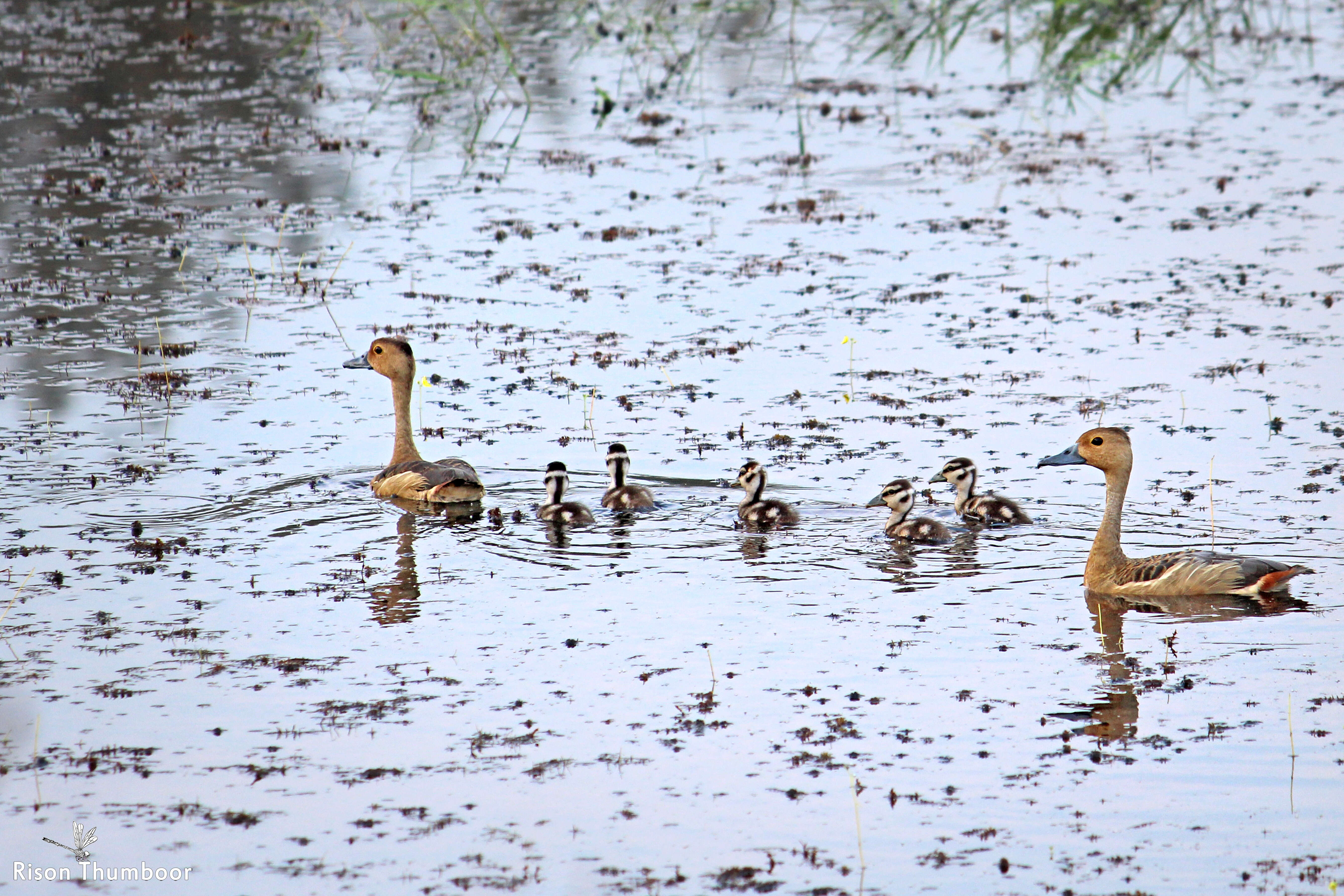 Image of Lesser Whistling Duck