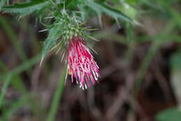 Image of Arizona thistle