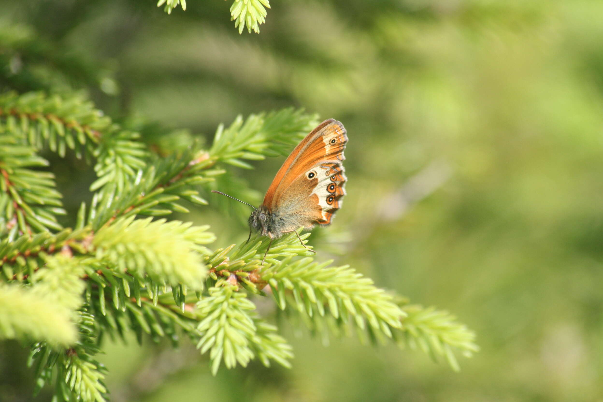 Coenonympha arcania Linnaeus 1761的圖片