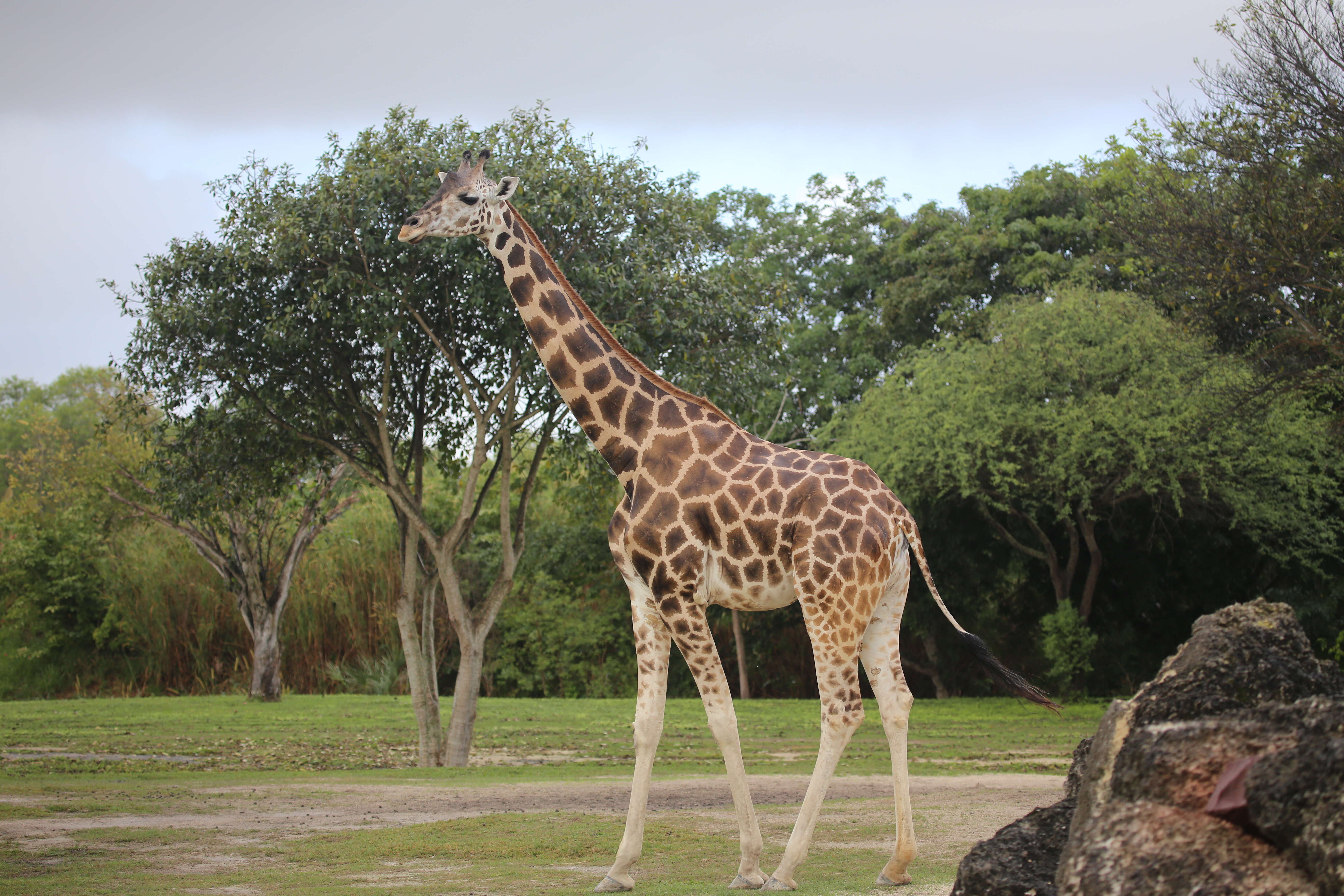 Image of Giraffe