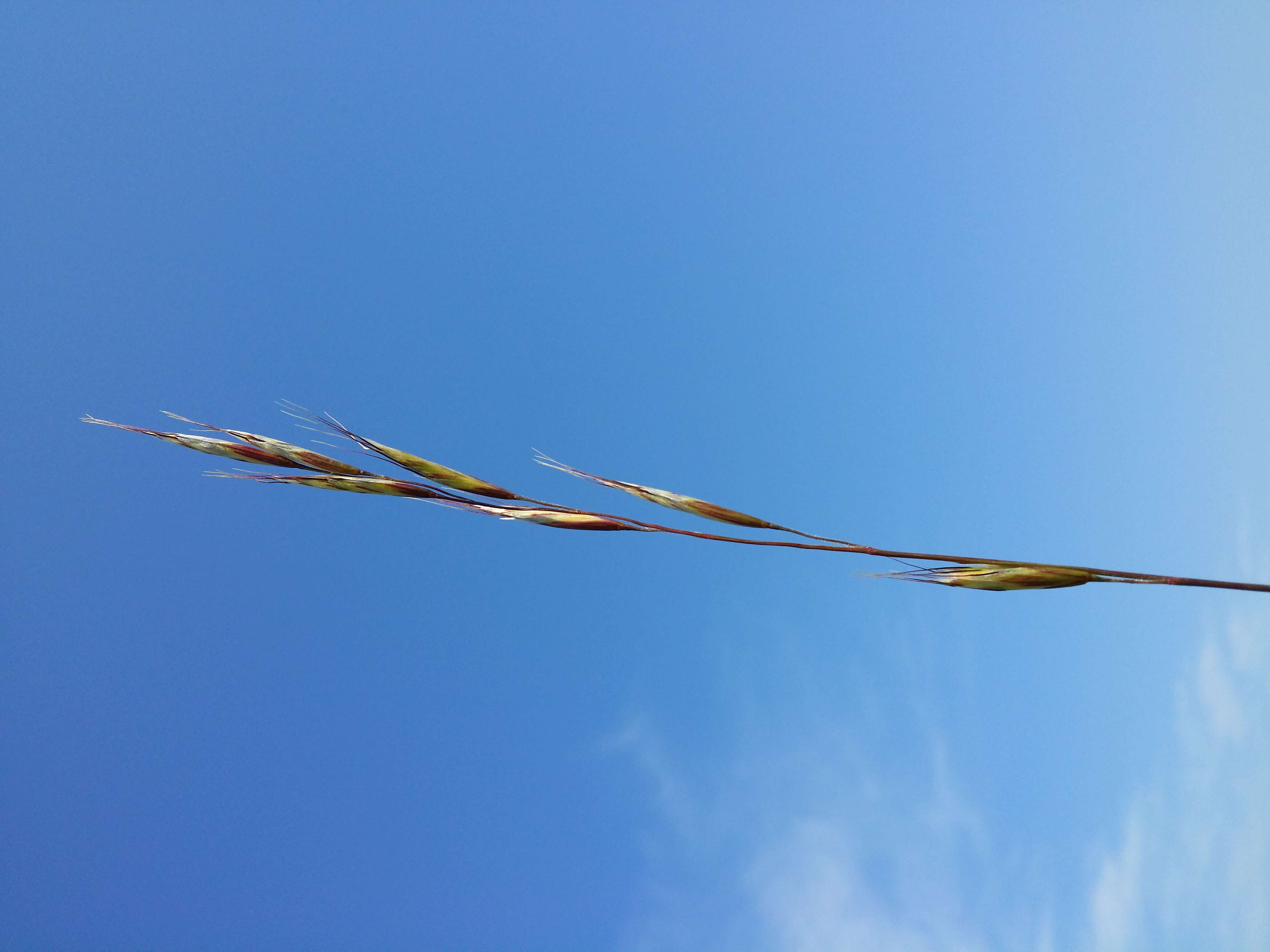 Plancia ëd Helictochloa pratensis (L.) Romero Zarco