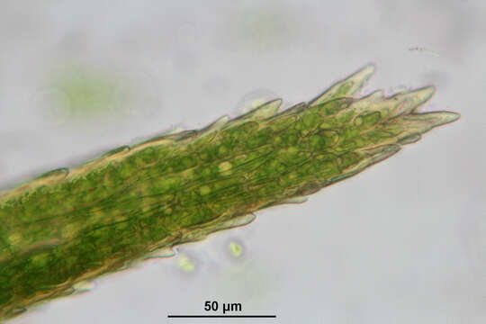 Image of longleaf paraleucobryum moss