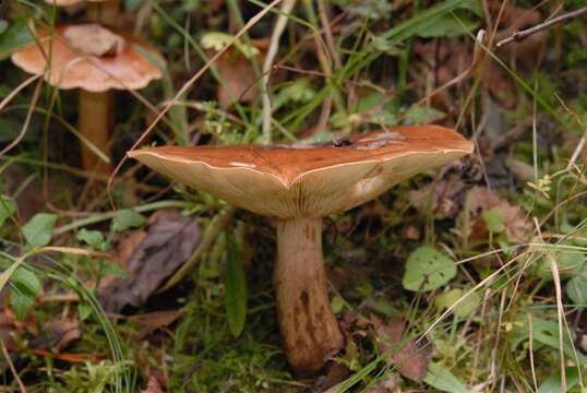 Imagem de Tricholoma fulvum (DC.) Bigeard & H. Guill. 1909