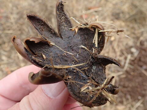 Image of False Earthstar