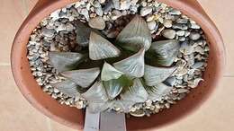 Слика од Haworthia magnifica Poelln.