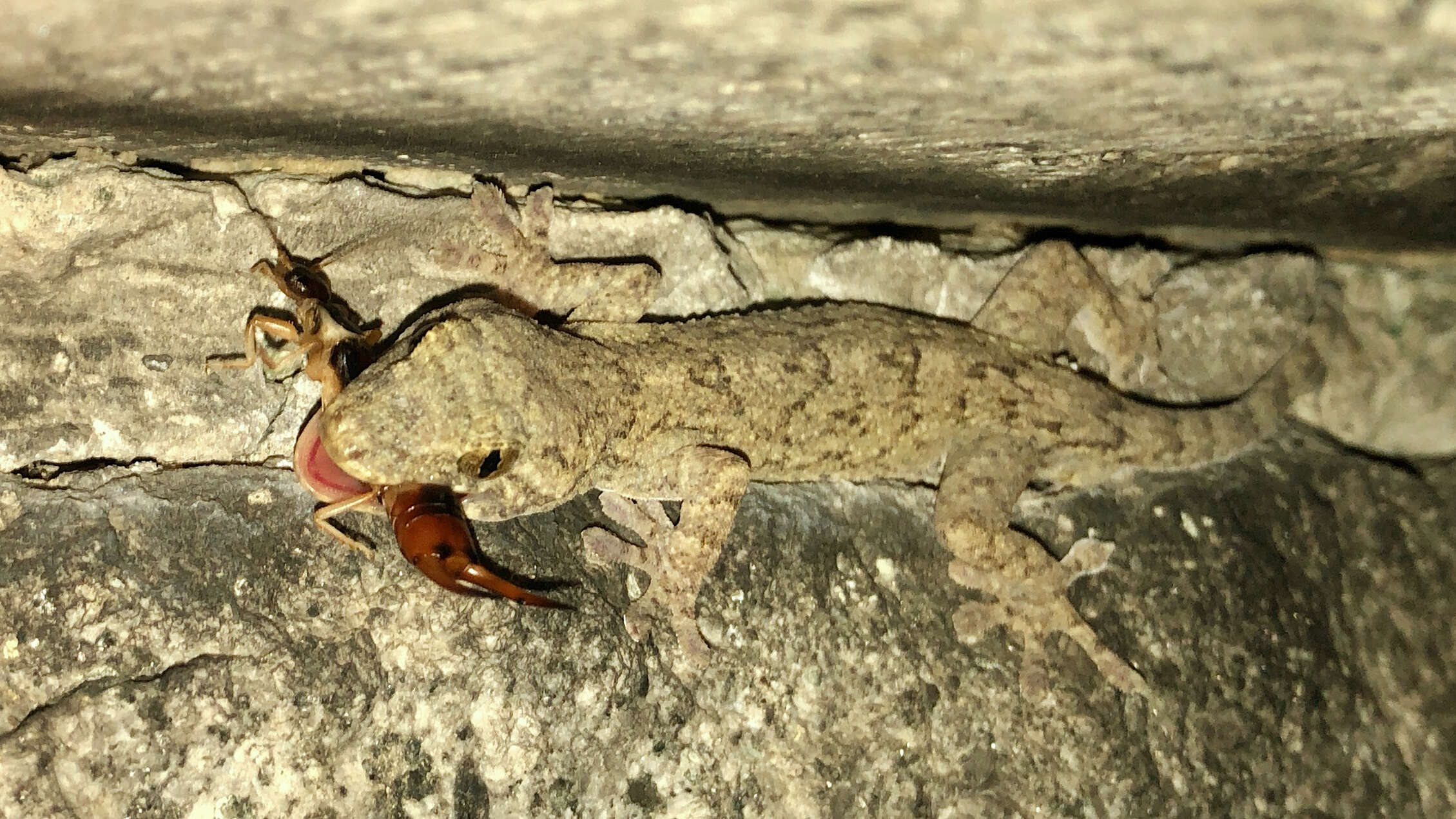 Image of Schlegel's Japanese Gecko